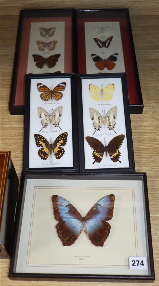 Five cases of exotic butterfly specimens